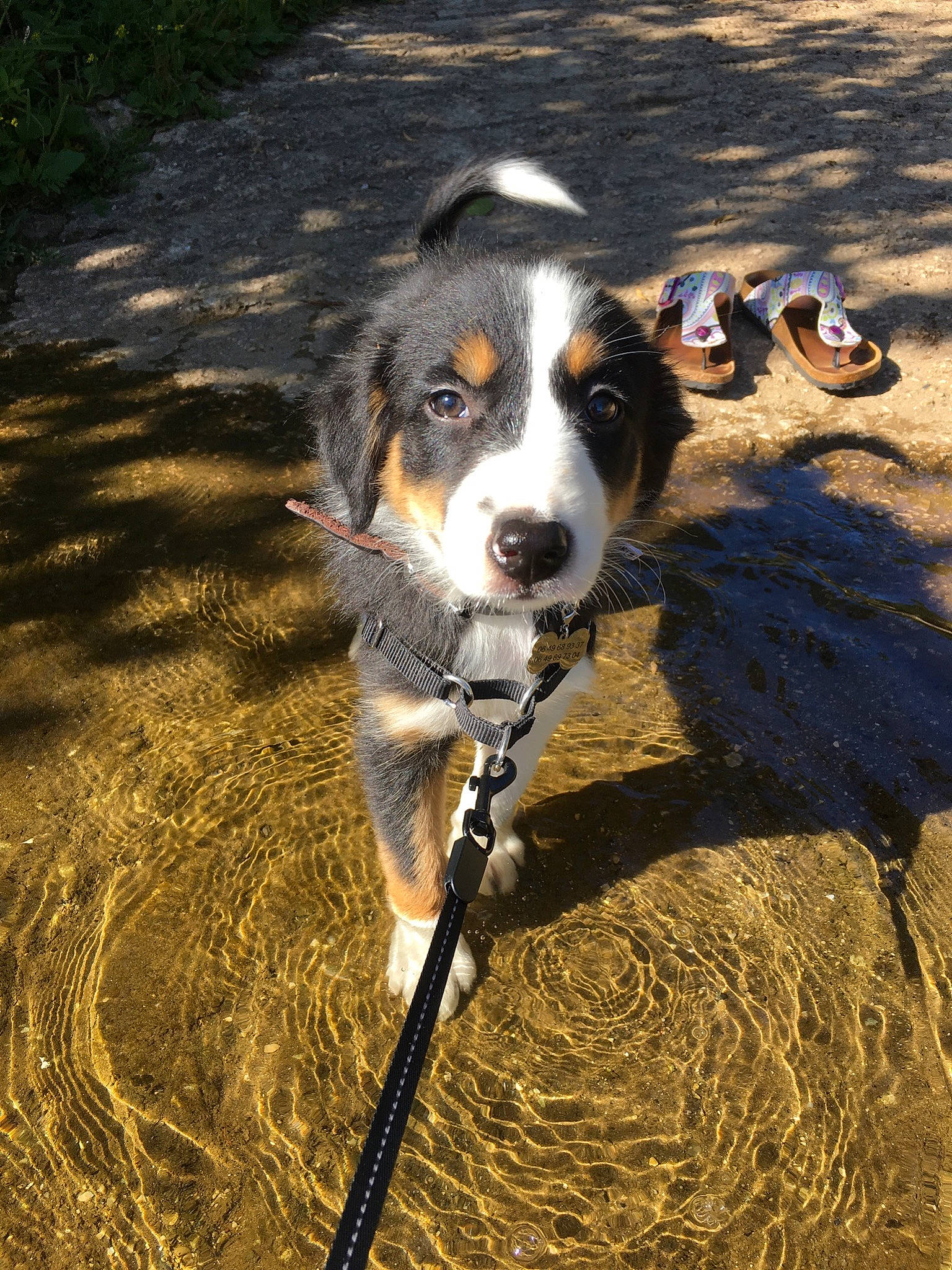 Pixel a rejoint le concours — aidez-le/la à gagner de superbes lots ! appenzeller_sennenhund, australian_collie, australian_shepherd, bernese_mountain_dog, canidae, carnivore, companion_dog, dog, dog_breed, english_shepherd, entlebucher_mountain_dog, greater_swiss_mountain_dog, herding_dog, mammal, snout, sporting_group, vertebrate, welsh_sheepdog, working_dog