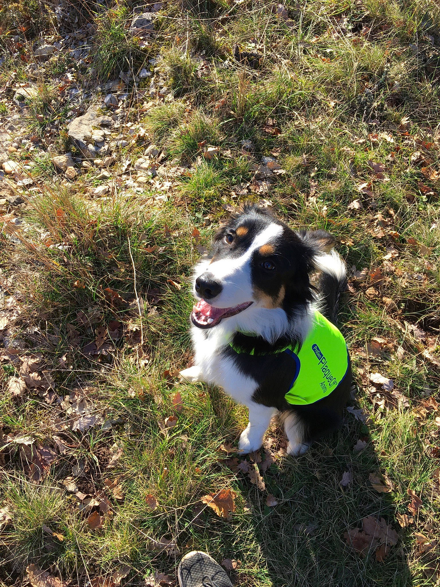 Pixel participe au concours pour gagner de l'argent avec cette photo : canidae, carnivore, companion_dog, dog, dog_breed, english_shepherd, grass, mammal, sporting_group, vertebrate, welsh_sheepdog