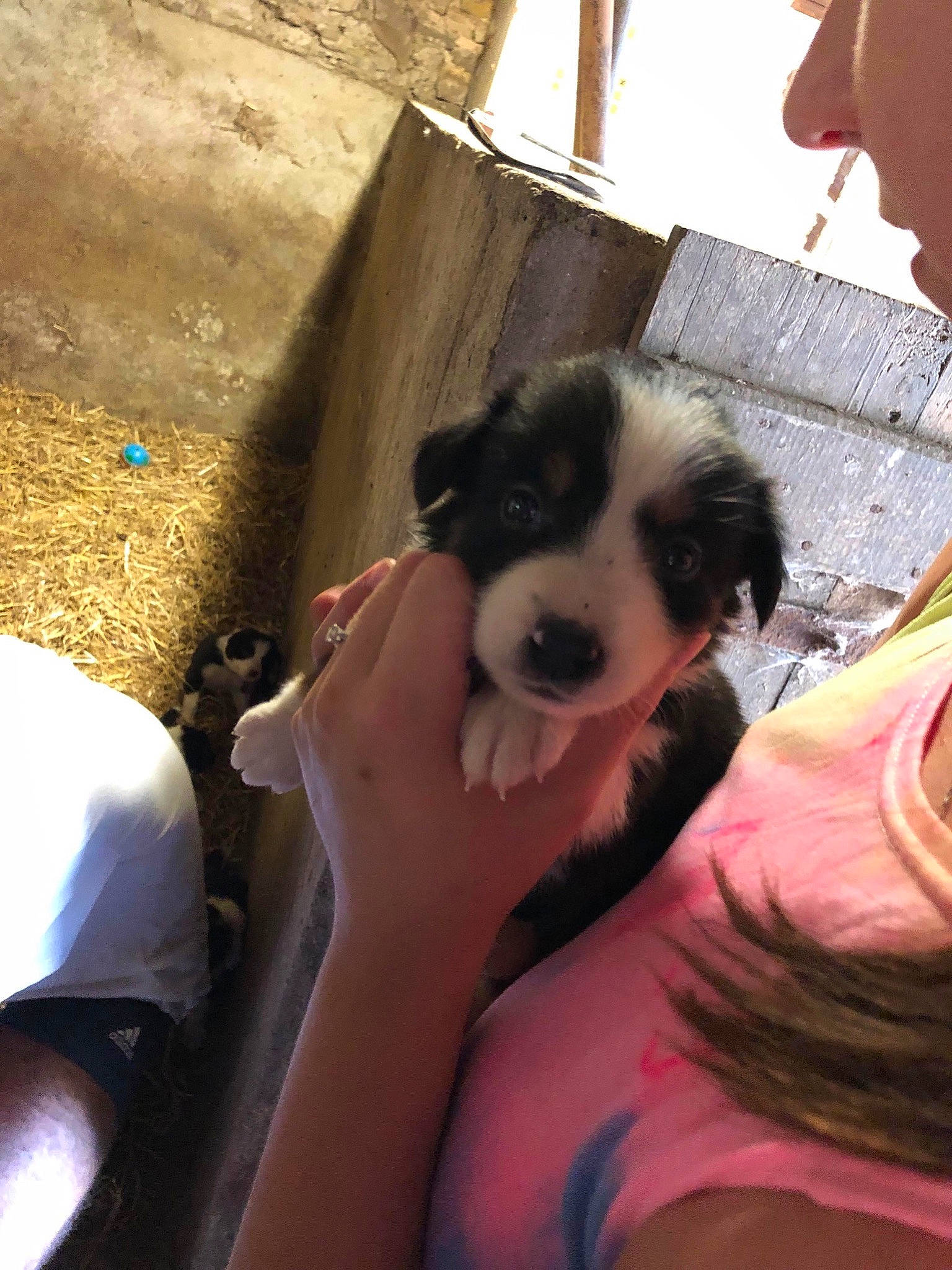 Pixel a rejoint le concours — aidez-le/la à gagner de superbes lots ! australian_shepherd, border_collie, canidae, carnivore, companion_dog, dog, dog_breed, mammal, miniature_australian_shepherd, puppy, sporting_group, vertebrate