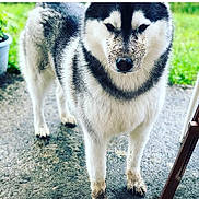 Nox a rejoint le concours — aidez-le/la à gagner de superbes lots ! dog, husky, muddy, paws, snout, outdoor, concrete, garden, plant, greenery, fur, animal, pet, standing, looking, closeup, canine, nature, daylight, portrait