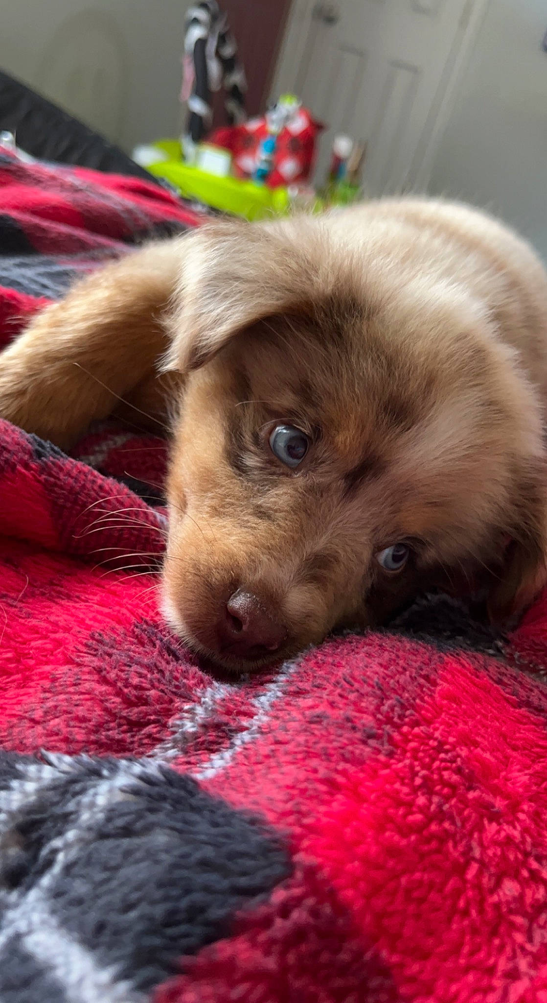 Duke is registered to the contest to win money with this photo: canidae, carnivore, comfort, companion_dog, dog, dog_breed, fawn, fur, liver, magenta, non_sporting_group, paw, puppy_love, red, snout, sporting_group, toy_dog, whiskers, working_animal