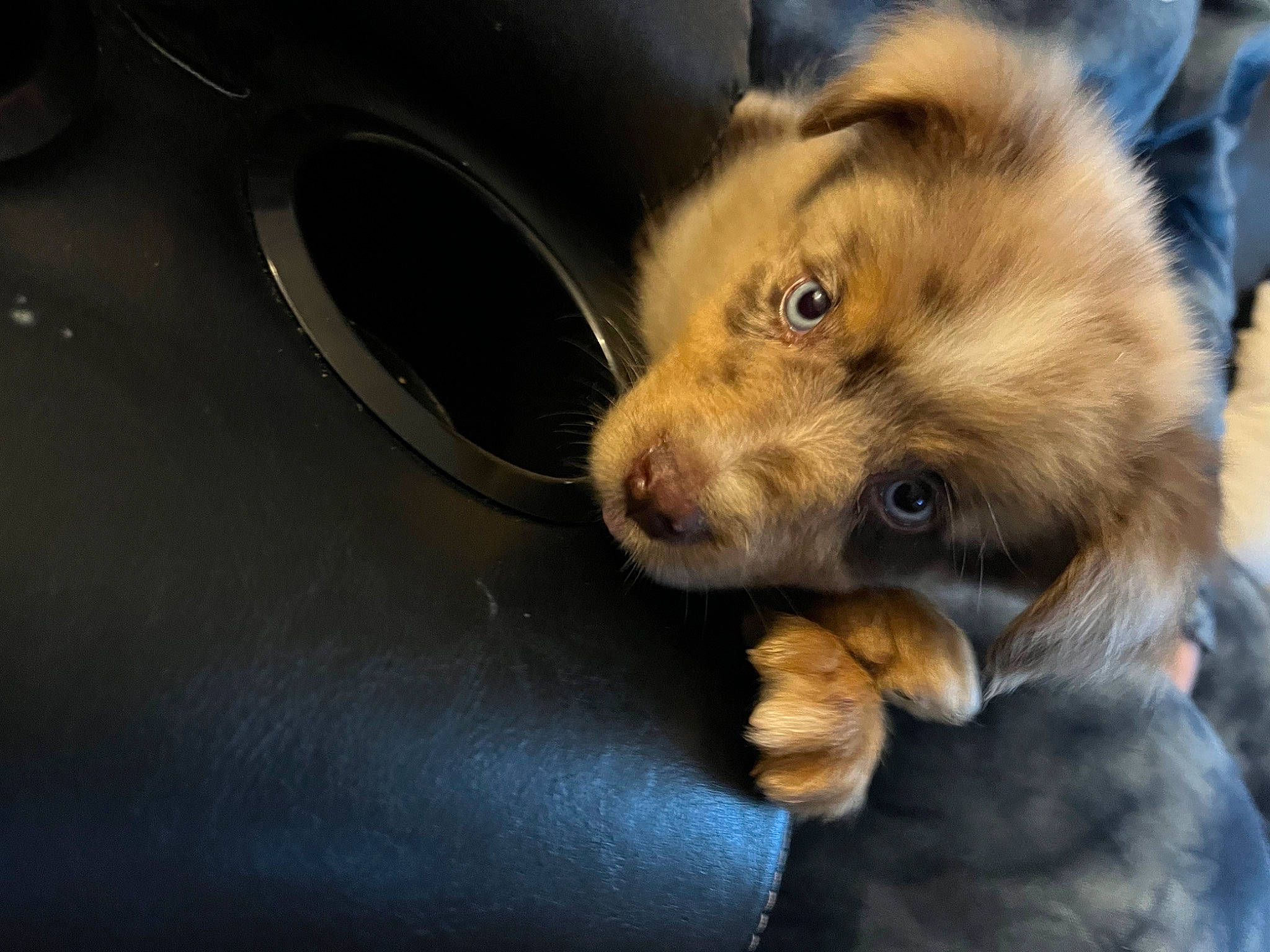 Duke joined the competition — help win amazing prizes! canidae, carnivore, companion_dog, dog, dog_breed, fawn, fur, snout, spitz, sporting_group, street_dog, terrestrial_animal, whiskers, wildlife