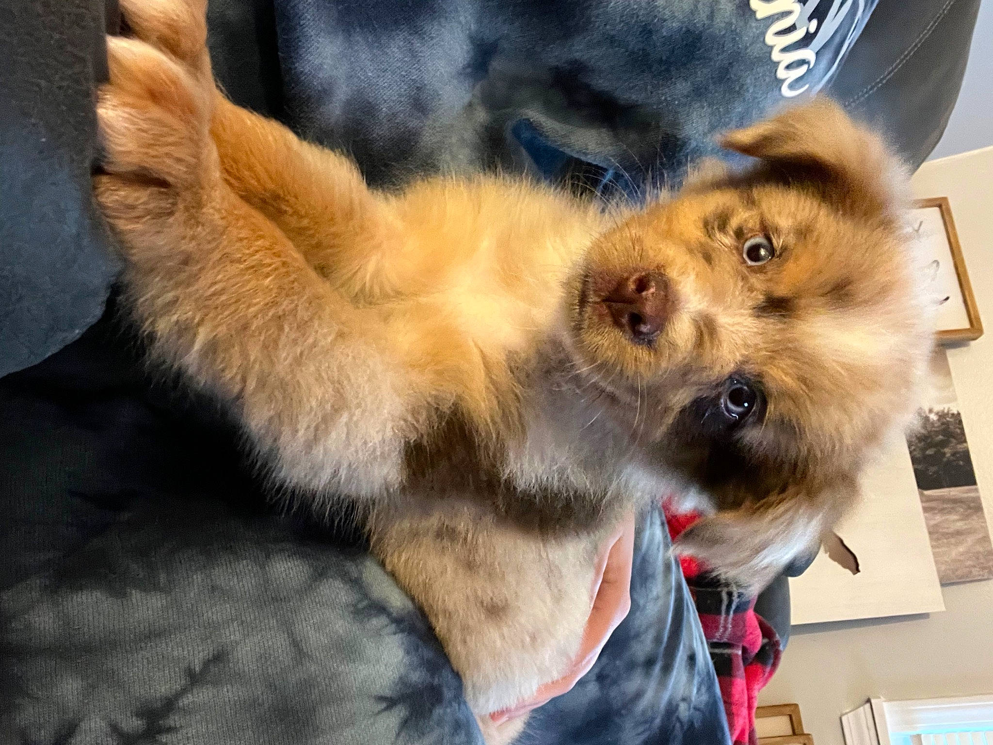 Duke is registered to the contest to win money with this photo: canis, carnivore, collar, companion_dog, dog, dog_breed, fawn, felidae, fur, herding_dog, paw, pomeranian, scotch_collie, small_to_medium_sized_cats, spitz, tail, terrestrial_animal, toy_dog, whiskers, wildlife