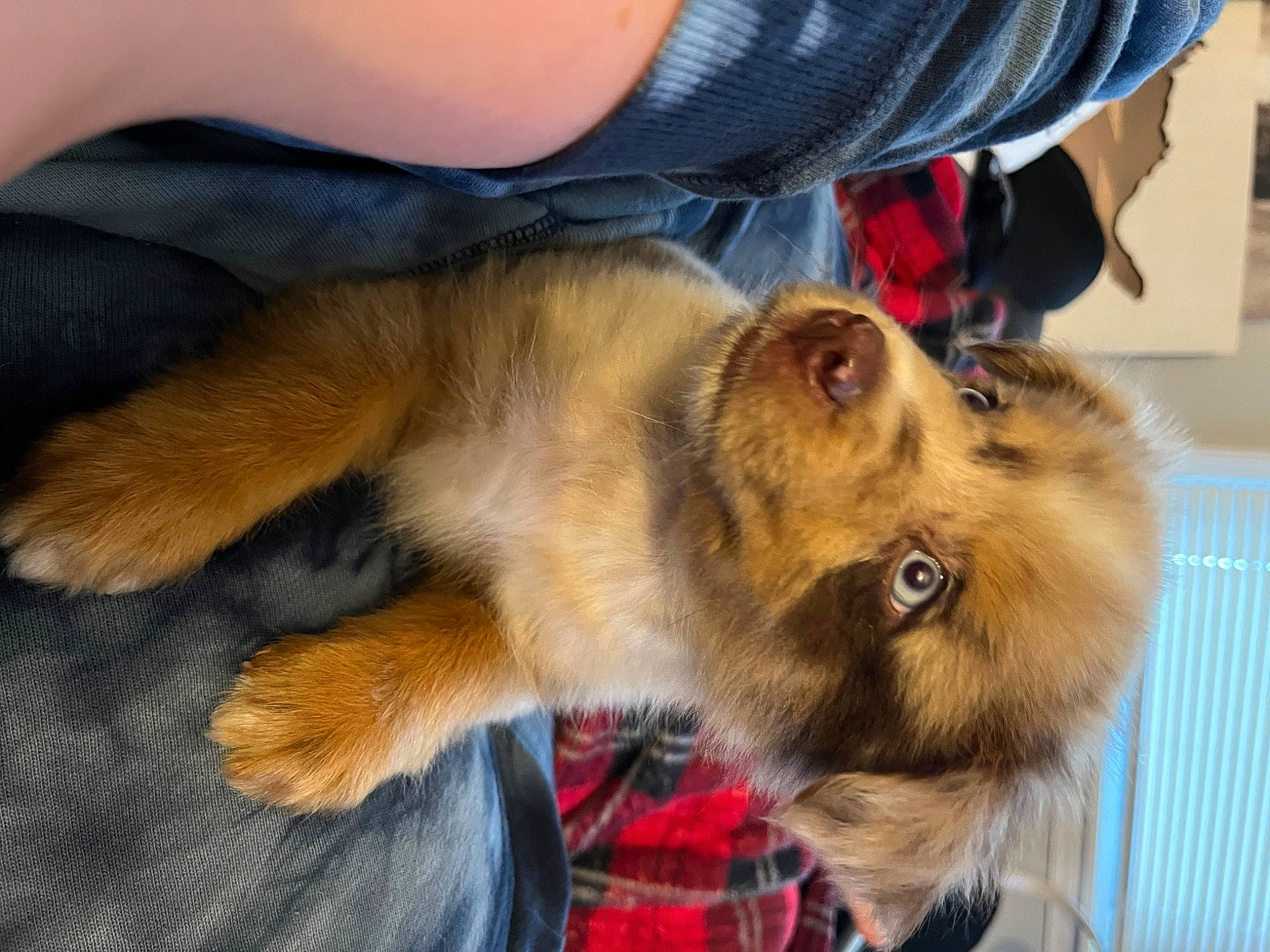 Duke is registered to the contest to win money with this photo: canidae, carnivore, claw, companion_dog, dog, dog_breed, fawn, felidae, fur, liver, natural_material, paw, plaid, small_to_medium_sized_cats, snout, spitz, sporting_group, tartan, terrestrial_animal, whiskers