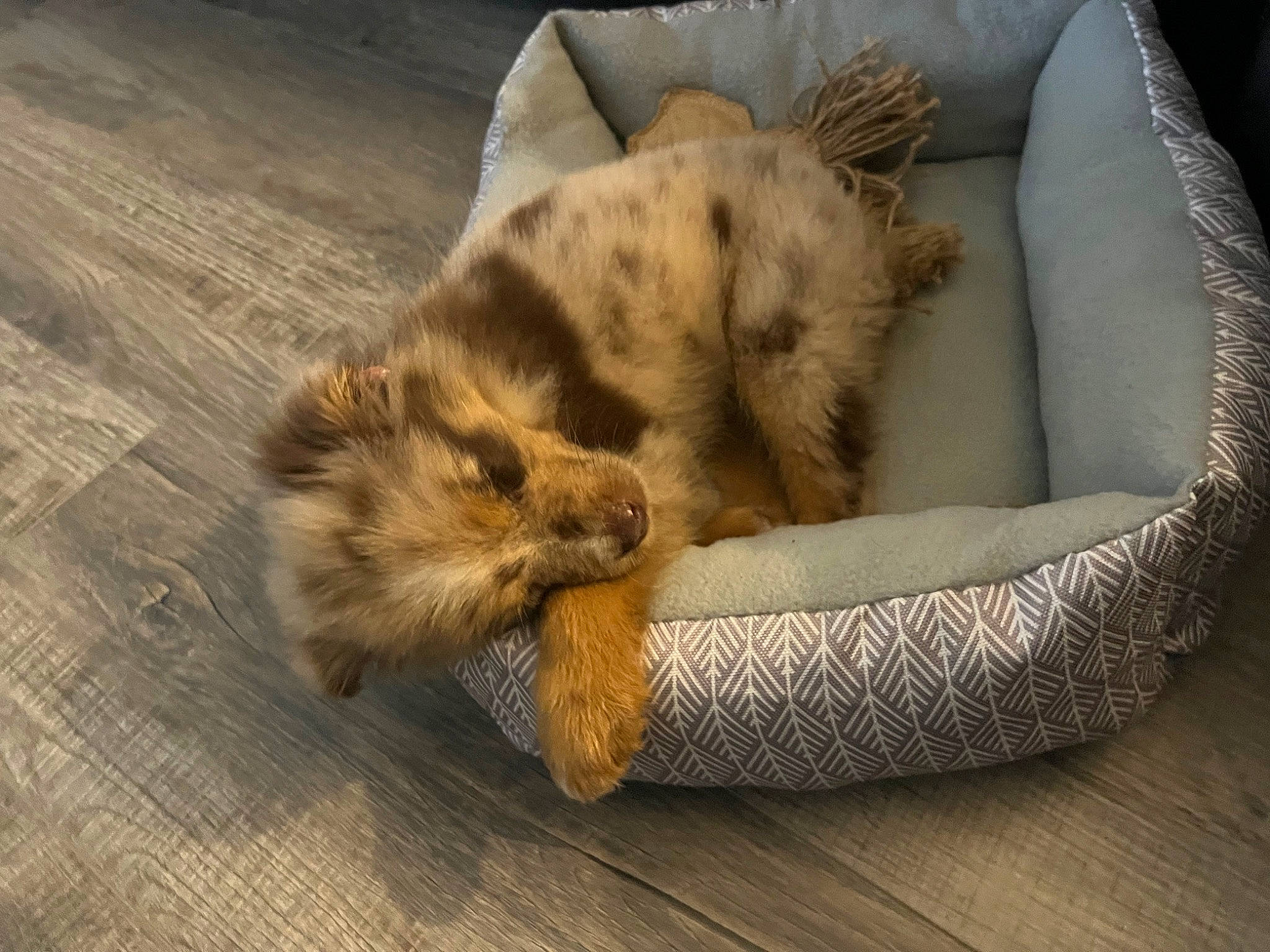 Duke joined the competition — help win amazing prizes! carnivore, cat, cat_supply, claw, comfort, companion_dog, dog_breed, fawn, felidae, flooring, fur, german_spitz, paw, small_to_medium_sized_cats, snout, spitz, tail, terrestrial_animal, whiskers, wood