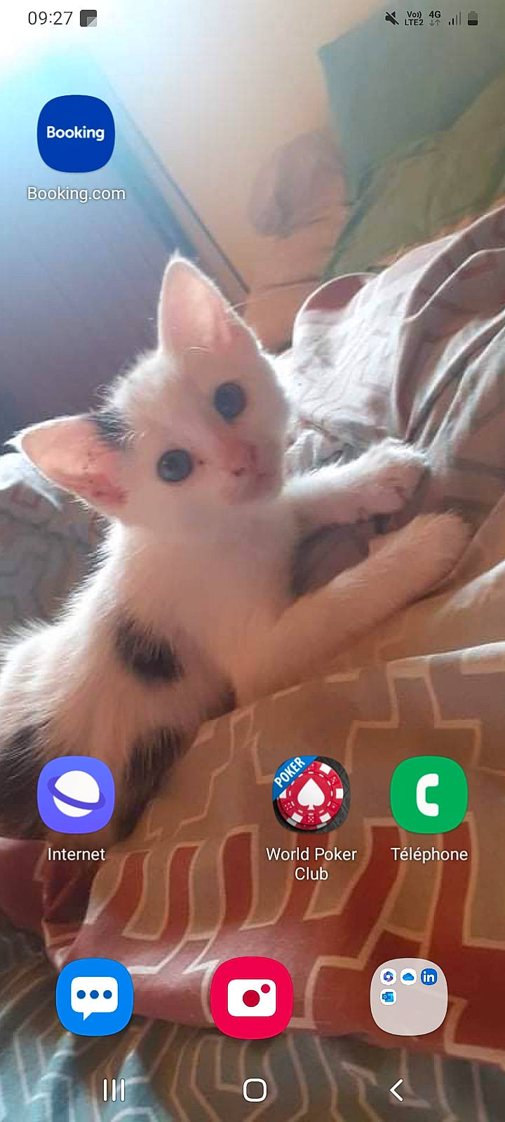 Joy participe au concours pour gagner de l'argent avec cette photo : carnivore, cat, claw, comfort, domestic_short_haired_cat, fawn, felidae, foot, fur, gesture, logo, nail, paw, photo_caption, small_to_medium_sized_cats, tail, whiskers