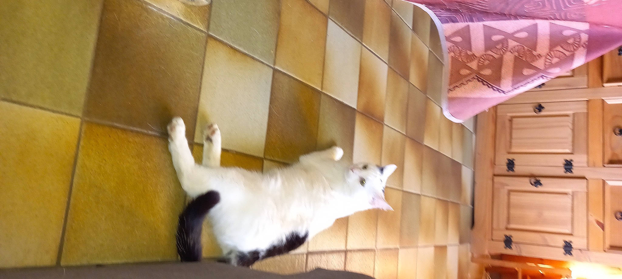 Joy a rejoint le concours — aidez-le/la à gagner de superbes lots ! balinese, cabinetry, carnivore, cat, domestic_short_haired_cat, door, drawer, felidae, flooring, fur, hardwood, paw, room, small_to_medium_sized_cats, tail, whiskers, window, wood