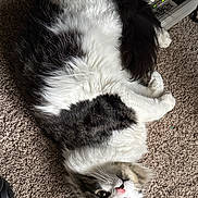 Bug is registered to the contest to win money with this photo: cat, fluffy, black_and_white, carpet, indoor, pet, animal, lying_down, cute, whiskers, power_strip, plugs, fur, closeup, relaxed, domestic, floor, nose, ears, eyes