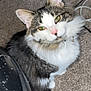 Bug joined the competition — help win amazing prizes! cat, pet, feline, indoor, carpet, curious, green_eyes, fluffy, whiskers, ears, nose, collar, sitting, looking_up, domestic_animal, furniture, home, animal, cute, fur