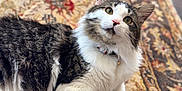 Bug is registered to the contest to win money with this photo: cat, fluffy, curious, indoor, pet, collar, fur, whiskers, lying_down, patterned_rug, close_up, domestic_cat, tabby, white_fur, brown_fur, eyes, ears, front_paws, animal, portrait
