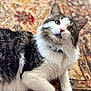 cat, fluffy, curious, indoor, pet, collar, fur, whiskers, lying_down, patterned_rug, close_up, domestic_cat, tabby, white_fur, brown_fur, eyes, ears, front_paws, animal, portrait