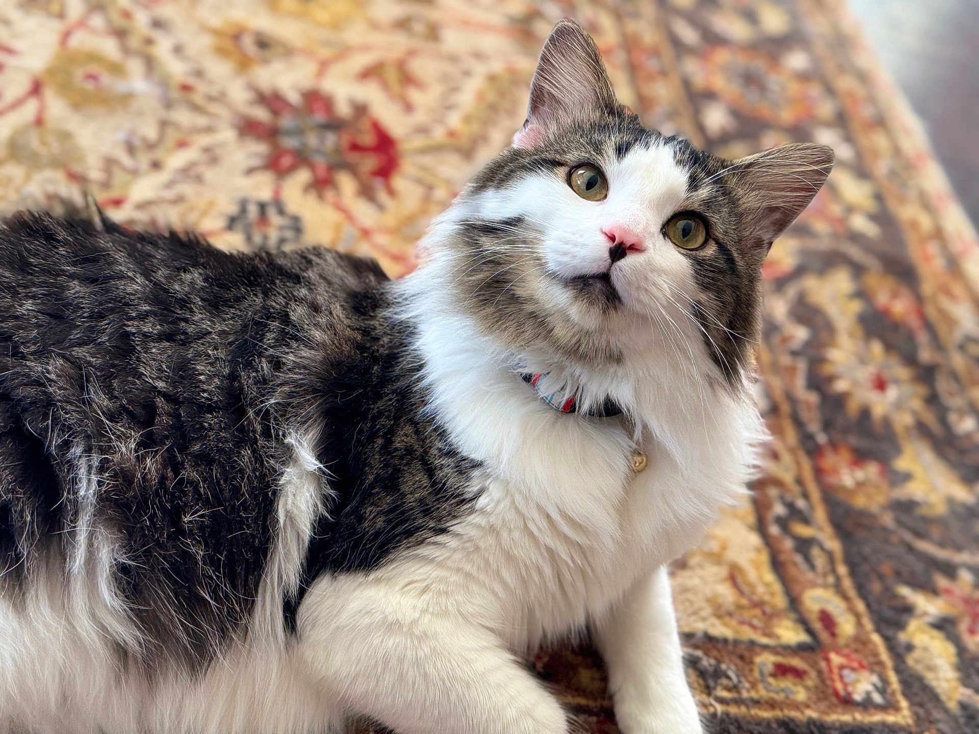 Bug is registered to the contest to win money with this photo: cat, fluffy, curious, indoor, pet, collar, fur, whiskers, lying_down, patterned_rug, close_up, domestic_cat, tabby, white_fur, brown_fur, eyes, ears, front_paws, animal, portrait