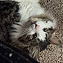 Bug is registered to the contest to win money with this photo: cat, tabby, white_fur, carpet, indoor, pet, feline, fluffy, animal, curious, lying_down, looking_up, whiskers, ears, eyes, domestic, household, electronics, black_object, closeup