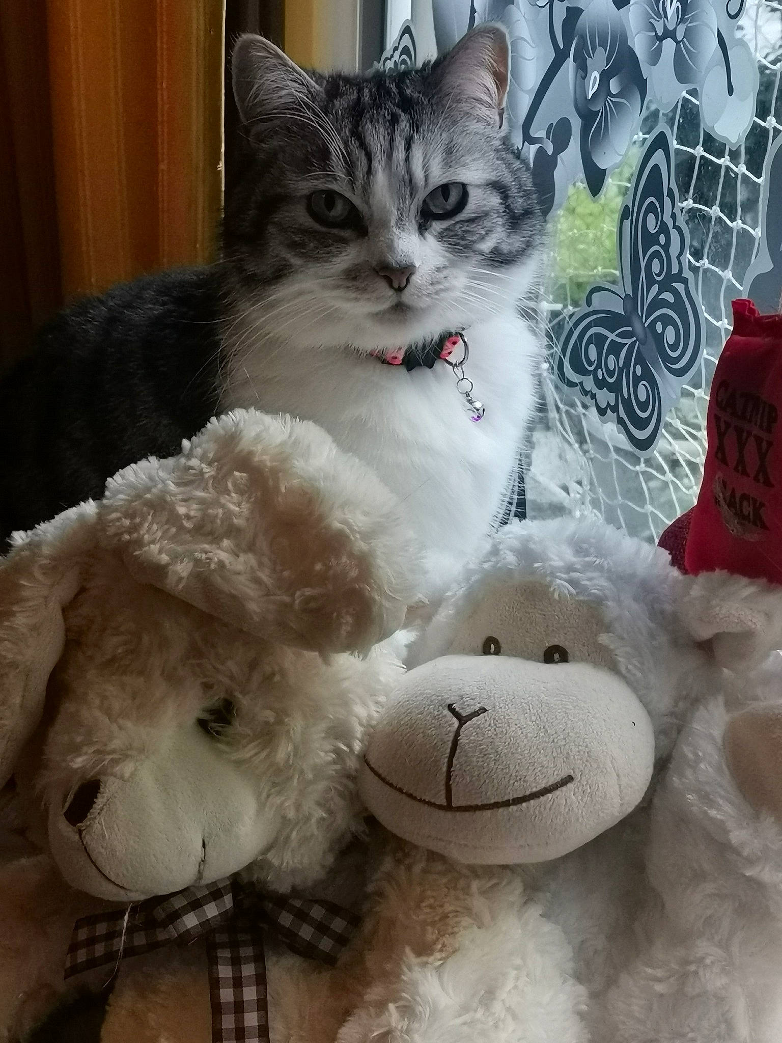 Bijou participe au concours pour gagner de l'argent avec cette photo : carnivore, cat, domestic_short_haired_cat, felidae, font, fur, happy, pattern, paw, plush, small_to_medium_sized_cats, snout, snowman, stuffed_toy, toy, whiskers, white, window