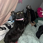 Lucy joined the competition — help win amazing prizes! cat, black_cat, pet, feline, sitting, standing_pose, raised_paws, fluffy, collar, pink_collar, glowing_eyes, bed, blanket, bedding, bedroom, curtain, stuffed_animal, indoor, portrait, playful