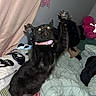 cat, black_cat, pet, feline, sitting, standing_pose, raised_paws, fluffy, collar, pink_collar, glowing_eyes, bed, blanket, bedding, bedroom, curtain, stuffed_animal, indoor, portrait, playful
