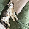 Grizzly a rejoint le concours — aidez-le/la à gagner de superbes lots ! animal, blanket, cat, comfort, cozy, cute, domestic, feline, fur, gray, indoor, pet, pillow, relaxation, resting, sleepy, soft, tabby, whiskers, white