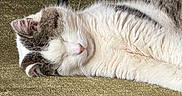 Grizzly participe au concours pour gagner de l'argent avec cette photo : animal, carpet, cat, closeup, cozy, cute, domestic, fur, indoor, mammal, nap, peaceful, pet, relaxation, resting, sleeping, soft, sunlight, texture, whiskers