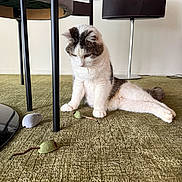 Grizzly a rejoint le concours — aidez-le/la à gagner de superbes lots ! animal, carpet, cat, cozy, curious, cute, domestic, floor, furniture, household, indoor, legs, pet, playing, relaxed, resting, speaker, table, toy_mouse, white_and_gray