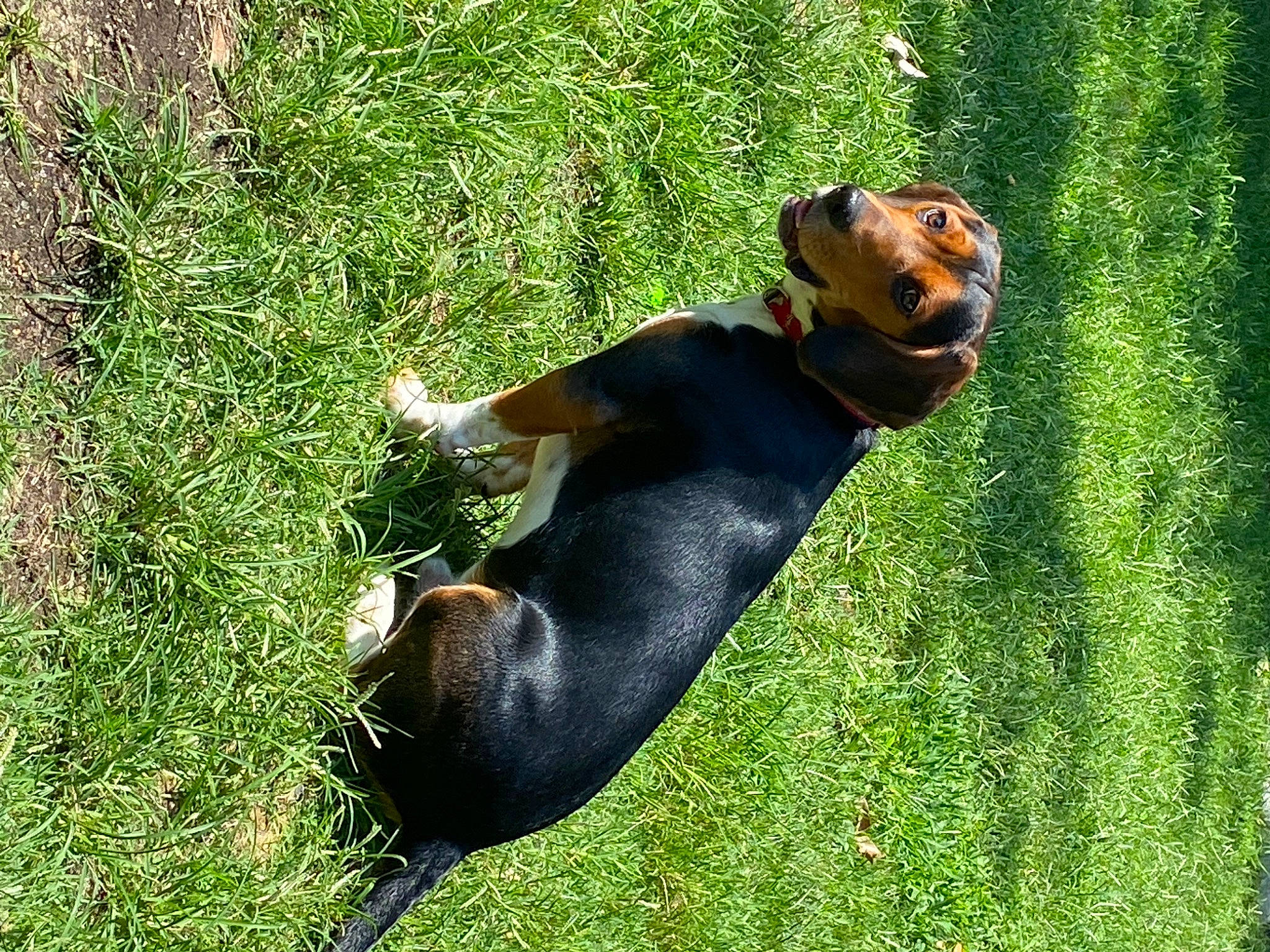 Tucker joined the competition — help win amazing prizes! canidae, carnivore, companion_dog, dog, dog_breed, fawn, grass, grassland, groundcover, guard_dog, hunting_dog, lawn, liver, pasture, plant, snout, sporting_group, tail, terrestrial_animal, working_dog