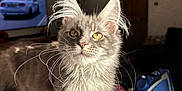 Wolfie participe au concours pour gagner de l'argent avec cette photo : animal, cat, cord, cozy, curious, domestic, door, ear_tufts, fluffy_fur, furniture, gray_cat, household_item, indoor, iron, ironing_board, living_room, pet, sunlight, television, whiskers
