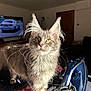 animal, cat, cord, cozy, curious, domestic, door, ear_tufts, fluffy_fur, furniture, gray_cat, household_item, indoor, iron, ironing_board, living_room, pet, sunlight, television, whiskers