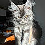 abyssinian, angora, animal, cat, gray, hardwood, kitten, manx, pet, siamese, wood