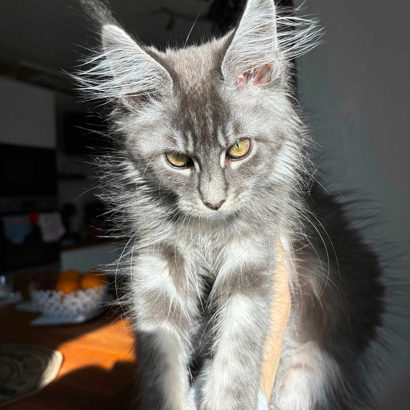 Wolfie participe au concours pour gagner de l'argent avec cette photo : abyssinian, angora, animal, cat, gray, hardwood, kitten, manx, pet, siamese, wood