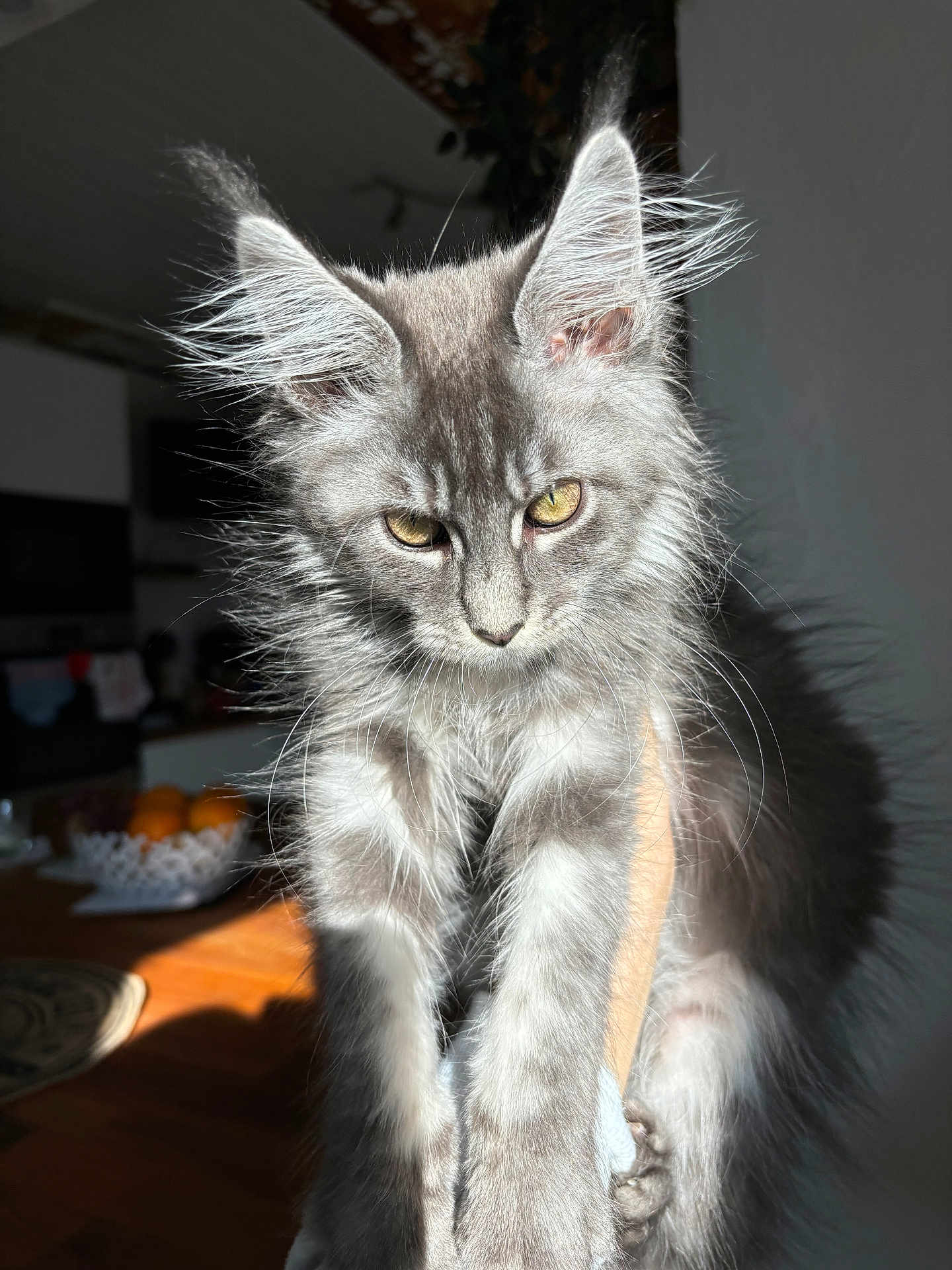 Wolfie participe au concours pour gagner de l'argent avec cette photo : abyssinian, angora, animal, cat, gray, hardwood, kitten, manx, pet, siamese, wood