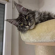 Wolfie participe au concours pour gagner de l'argent avec cette photo : cat, cat_tree, close_up, cozy, cute, domestic_animal, ears, feline, fur, gray_tabby, house, indoor, looking_away, mammal, pet, relaxed, resting, soft_lighting, whiskers, window