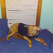 Zeus is registered to the contest to win money with this photo: carnivoran, dog, dog_breed, dog_breed_group, dog_like_mammal, floor, mammal, sporting_group, vertebrate