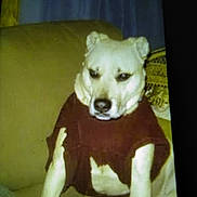 Bristol is registered to the contest to win money with this photo: dog, indoor, couch, clothing, shirt, pet, animal, furniture, seated, expression, curtain, pillow, beige, brown, light, portrait, canine, household, domestic, companion