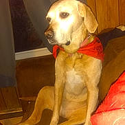 Lucy joined the competition — help win amazing prizes! carnivoran, dog, dog_breed, dog_breed_group, dog_like_mammal, labrador_retriever, retriever, snout, sporting_group