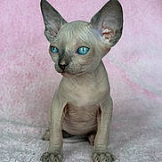 Ruby a rejoint le concours — aidez-le/la à gagner de superbes lots ! cat, sphynx, kitten, hairless, blue_eyes, pet, animal, portrait, pink_background, texture, cute, indoor, small, feline, young, whiskers, ears, sitting, curious, closeup