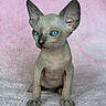 cat, sphynx, kitten, hairless, blue_eyes, pet, animal, portrait, pink_background, texture, cute, indoor, small, feline, young, whiskers, ears, sitting, curious, closeup