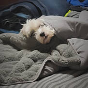 Bo is registered to the contest to win money with this photo: dog, blanket, bed, sleeping, cozy, fur, indoor, grey, striped_bedspread, pillow, soft, cute, pet, animal, resting, furry, comfort, snug, warm, domestic