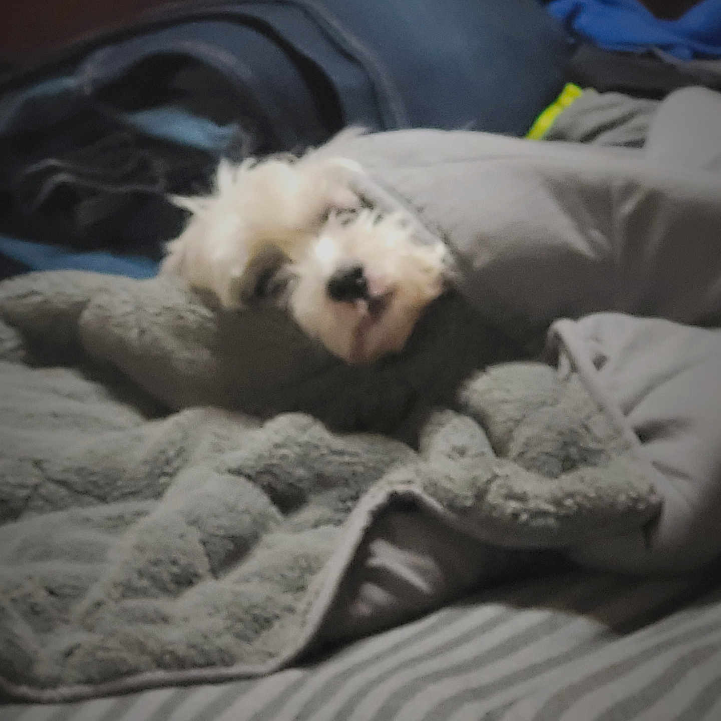 Bo is registered to the contest to win money with this photo: dog, blanket, bed, sleeping, cozy, fur, indoor, grey, striped_bedspread, pillow, soft, cute, pet, animal, resting, furry, comfort, snug, warm, domestic