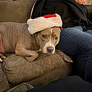 Sniper is registered to the contest to win money with this photo: dog, pit_bull, santa_hat, christmas, festive, couch, living_room, person, indoors, pet, brown_dog, portrait, relaxed, sitting, household, kitchen, furniture, holiday, costume, photography
