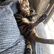 Kali is registered to the contest to win money with this photo: animal, blanket, cat, cozy, cute, feline, fur, green_eyes, home, indoor, paw, pet, relaxed, sofa, stretching, striped, sunlight, tabby, whiskers, window