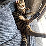 animal, blanket, cat, cozy, cute, feline, fur, green_eyes, home, indoor, paw, pet, relaxed, sofa, stretching, striped, sunlight, tabby, whiskers, window
