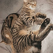 Kali is registered to the contest to win money with this photo: animal, blanket, cat, companion, cozy, cute, domestic_animal, feline, fur, indoor, mammal, paws, pets, relaxation, resting, sleeping, snuggling, soft, tabby_cat, whiskers