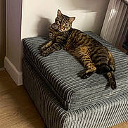 Messi is registered to the contest to win money with this photo: animal, cat, cozy, curious, domestic, ears, feline, furniture, home, indoor, mammal, ottoman, paw, pet, relaxed, resting, striped, tabby, whiskers, wood_floor