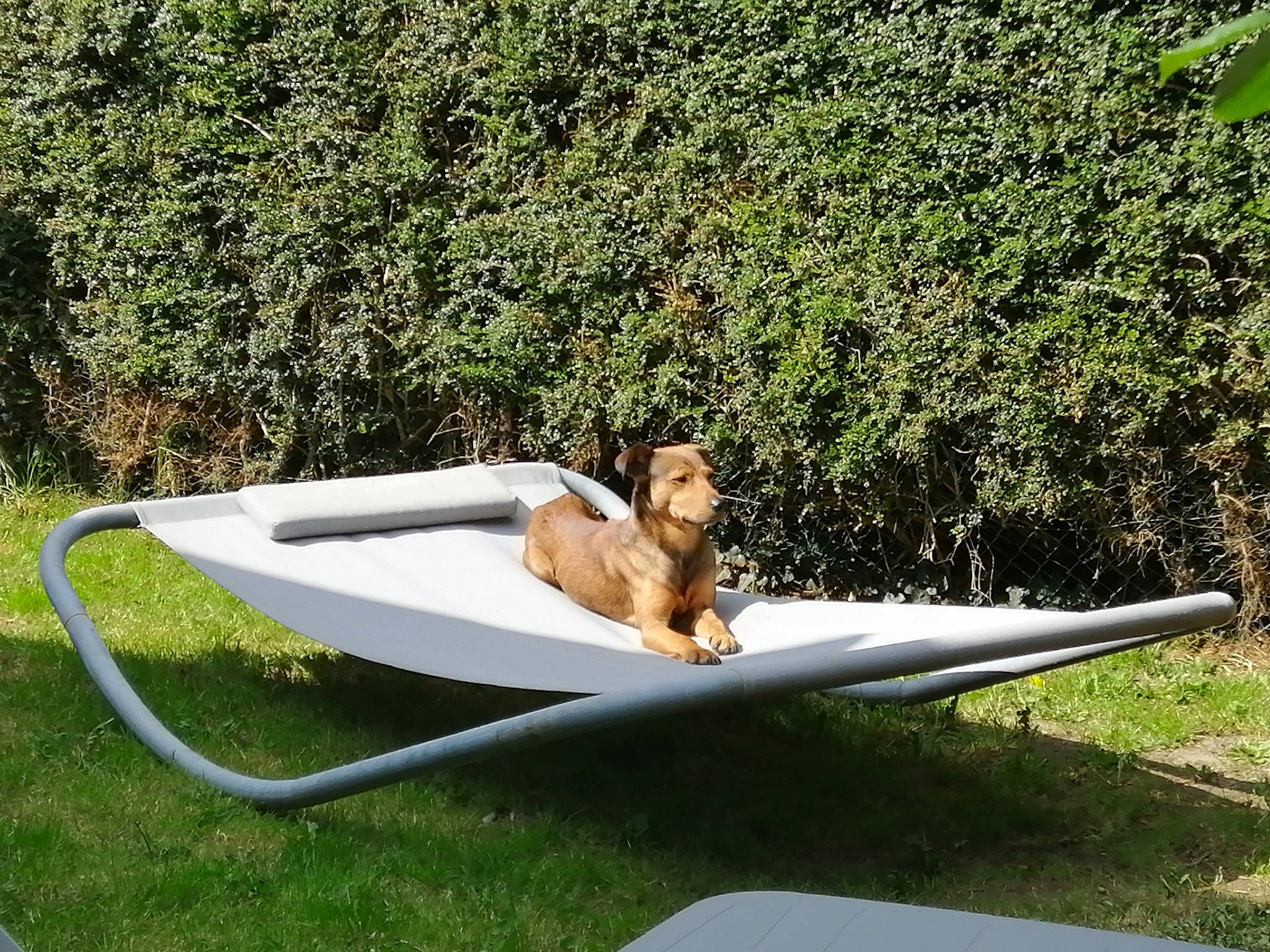 Lennon participe au concours pour gagner de l'argent avec cette photo : furniture, grass, hammock, leisure, outdoor_furniture, plant, sunlounger, table, tree