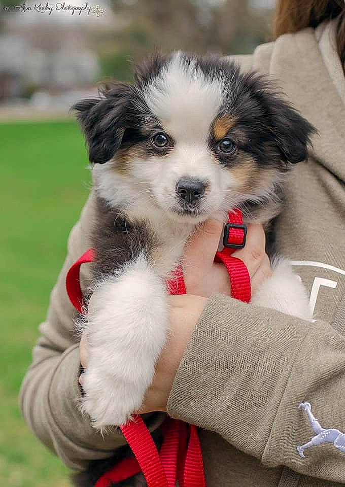 Huck is registered to the contest to win money with this photo: australian_collie, australian_shepherd, border_collie, canidae, carnivore, cavachon, companion_dog, dog, dog_breed, mammal, miniature_australian_shepherd, puppy, puppy_love, rare_breed_dog, sporting_group, vertebrate