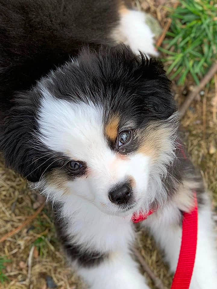 Huck is registered to the contest to win money with this photo: australian_collie, australian_shepherd, bernese_mountain_dog, border_collie, canidae, carnivore, companion_dog, dog, dog_breed, fur, herding_dog, mammal, miniature_australian_shepherd, nose, puppy, rare_breed_dog, snout, sporting_group, vertebrate, whiskers