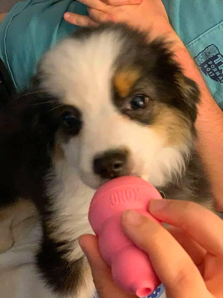 Huck is registered to the contest to win money with this photo: australian_shepherd, canidae, carnivore, companion_dog, dog, dog_breed, mammal, miniature_australian_shepherd, nose, puppy, puppy_love, rare_breed_dog, scotch_collie, snout, sporting_group, vertebrate, welsh_sheepdog, working_dog