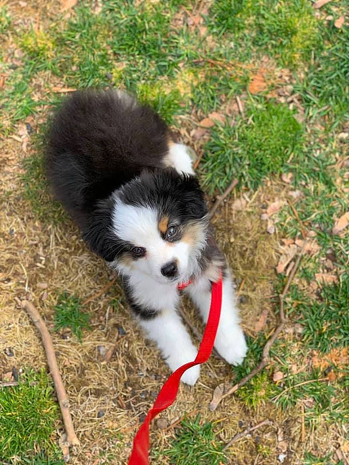 Huck is registered to the contest to win money with this photo: australian_shepherd, border_collie, canidae, carnivore, companion_dog, dog, dog_breed, english_shepherd, grass, herding_dog, mammal, miniature_australian_shepherd, puppy, tail, vertebrate, welsh_sheepdog