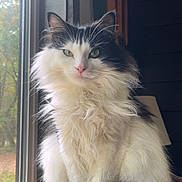 Spirit joined the competition — help win amazing prizes! cat, fluffy, black_and_white, window, natural_light, indoor, pet, animal, feline, fur, sitting, calm, quiet, domestic, cute, whiskers, tail, nose, ears, portrait