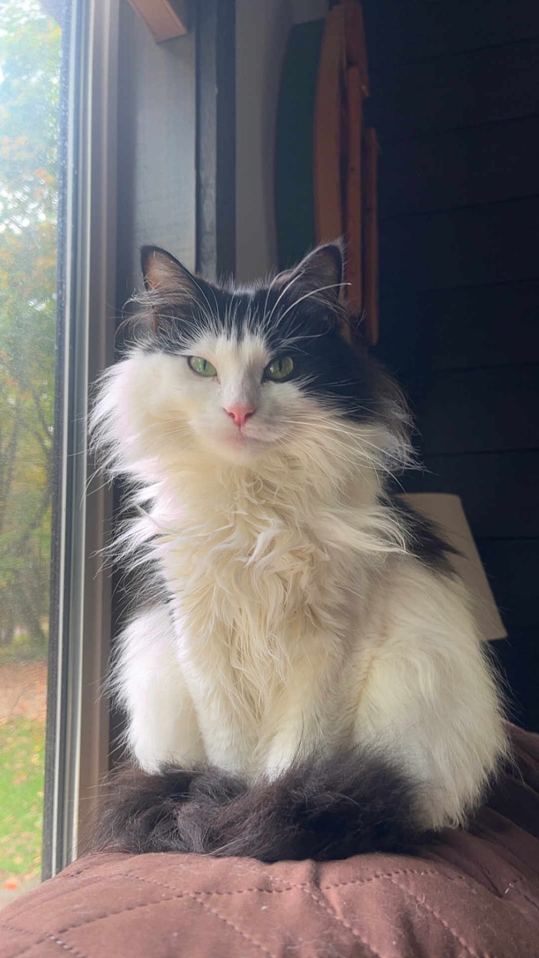 Spirit joined the competition — help win amazing prizes! cat, fluffy, black_and_white, window, natural_light, indoor, pet, animal, feline, fur, sitting, calm, quiet, domestic, cute, whiskers, tail, nose, ears, portrait