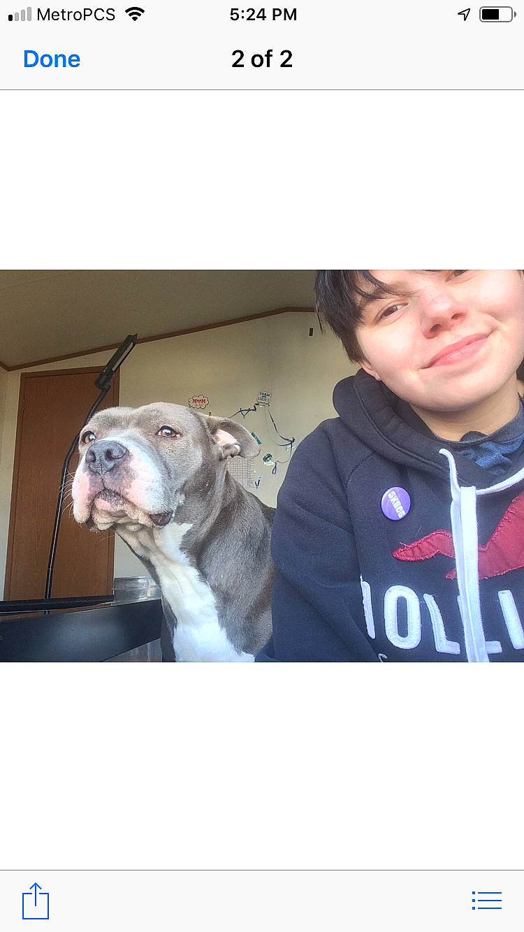 Dutches is registered to the contest to win money with this photo: american_bulldog, american_pit_bull_terrier, australian_bulldog, bulldog, canidae, carnivore, companion_dog, dog, dog_breed, dorset_olde_tyme_bulldogge, fawn, joy, mammal, non_sporting_group, old_english_bulldog, olde_english_bulldogge, person, pit_bull, puppy, rare_breed_dog